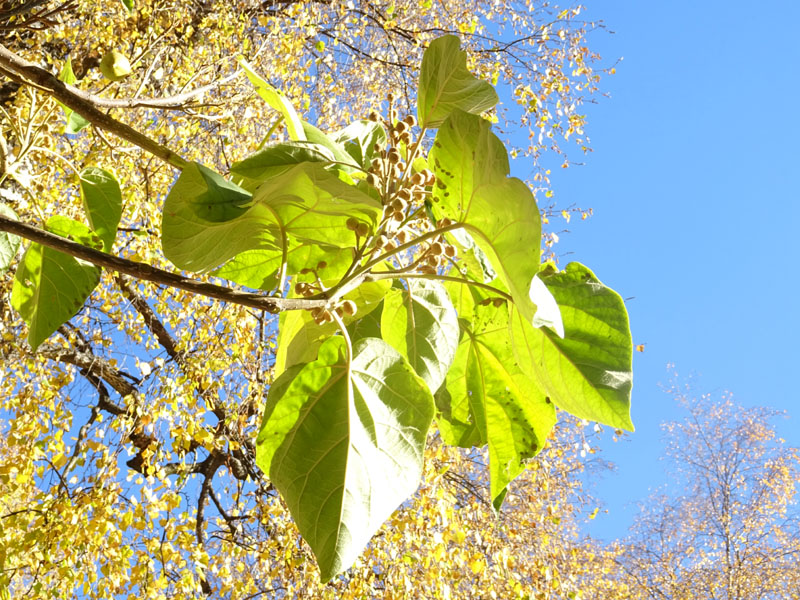 Paulownia tomentosa di Cavalese